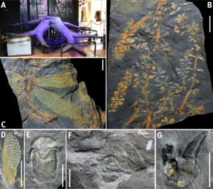 Leipner et al_Geoconservation Piesberg_Fig3
