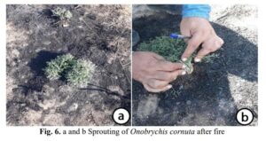 Indigenous Knowledge of Shepherds in Determining the Flammability of Vegetation A case study of Khalkhal Semi-Steppic Rangelands of Iran